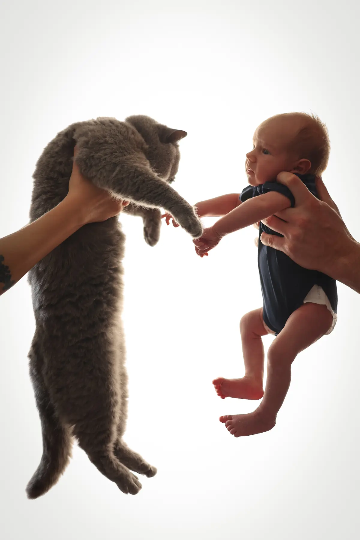Newborn baby meeting a grey British shorthair cat in a high-key portrait